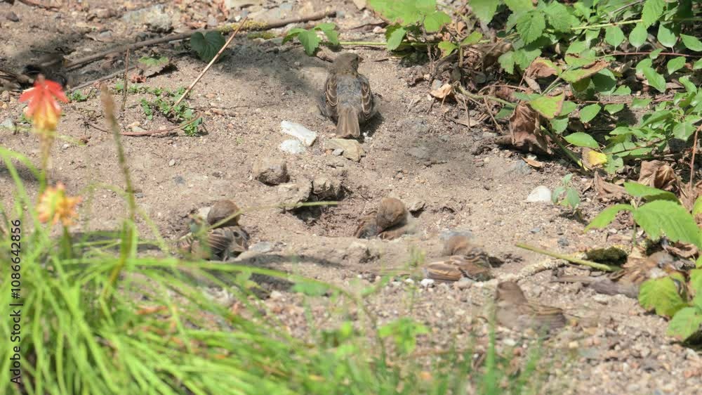 house sparrows (Passer domesticus) taking dust bath house sparrows (Passer domesticus) taking dust bath