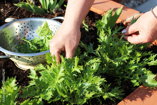 The background of green leaves of japanese mustard mizuna in the garden closeup, top view. Female hands picking leaves. Useful herbs for vegan and vegetarian nutrition with vitamins