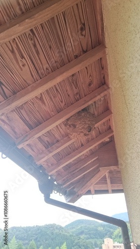 360)Japanese yellow hornet nest under the eaves of the second floor(Photo taken at 10:06. on august 19, 2015) vespa simillima xanthoptera photo