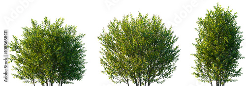 Set of 3 Ligustrum vicary (Golden Privet, Vicary Golden Privet, Vicary Privet) frontal isolated png on a transparent background perfectly cutout photo