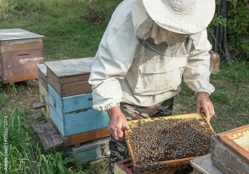 A beekeeper at an apiary examines hives with bees, wearing a protective suit, on a sunny summer day.