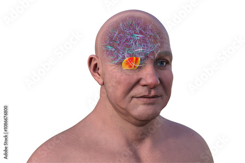 Human brain with the pons highlighted in red, 3D illustration