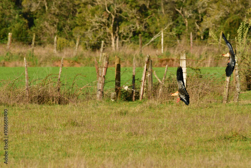 Black-faced ibis Banduria bird with long beak Chile