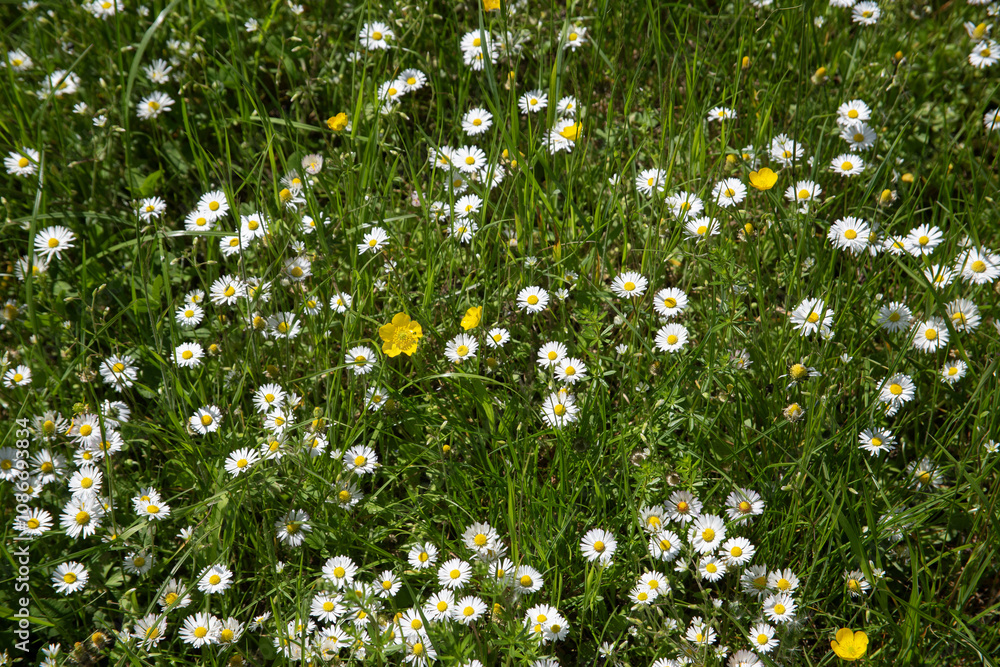 Spring background of green grass and wildflowers. High quality photo Spring background of green grass and wildflowers. High quality photo