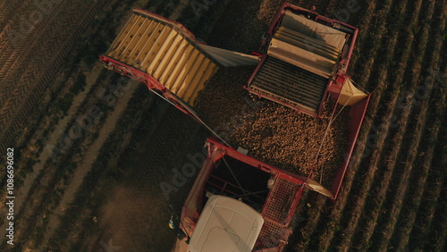 A potato digger unloads freshly harvested potatoes into a truck trailer in a field during the seasonal harvest. The process of mechanized harvesting of potatoes.