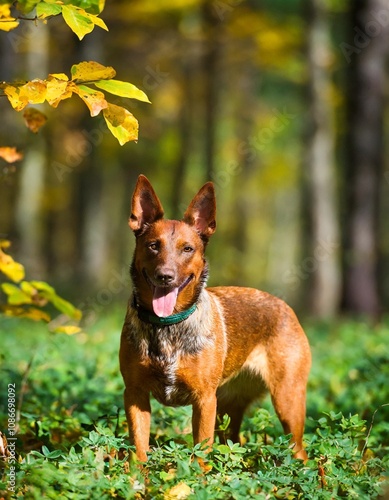 Forest Background with Red Heeler and Autumn Foliage in Emerald Green photo