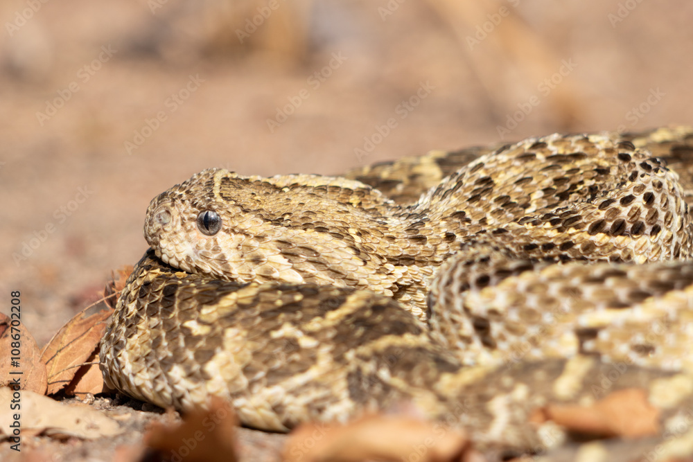Puff Adder (Bitis arietans) Close-Up Showing Coiled Posture and Natural Camouflage Puff Adder (Bitis arietans) Close-Up Showing Coiled Posture and Natural Camouflage