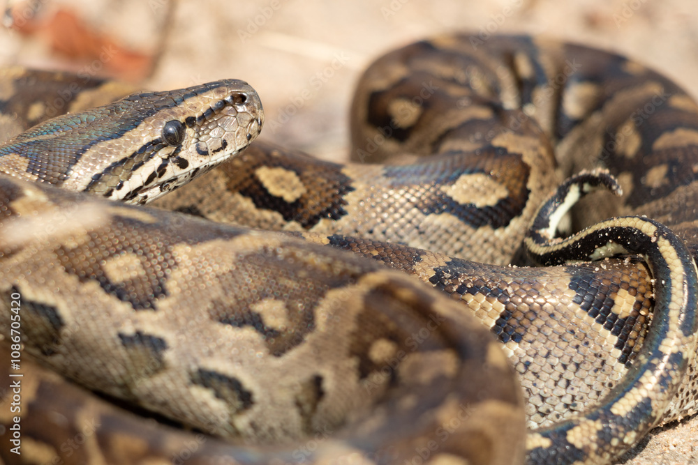 African Rock Python (Python sebae) Coiled Close-Up in Natural Habitat African Rock Python (Python sebae) Coiled Close-Up in Natural Habitat