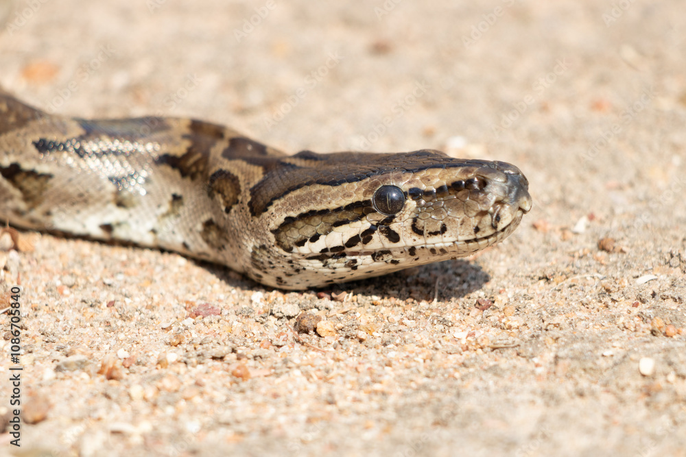 African Rock Python (Python sebae) Close-Up on Sandy Terrain African Rock Python (Python sebae) Close-Up on Sandy Terrain