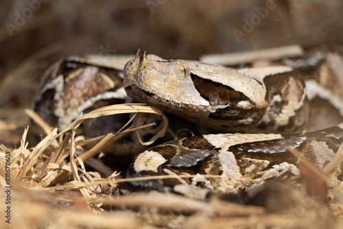 Gaboon Viper (Bitis gabonica) Camouflaged in Natural Habitat