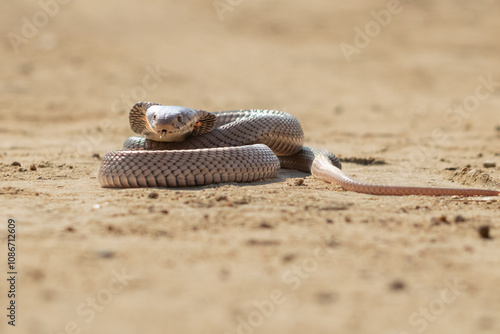 Mozambique Spitting Cobra (Naja mossambica) Resting on Sand