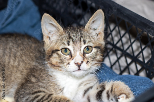 A small cat is resting in a plastic container while gazing at the camera