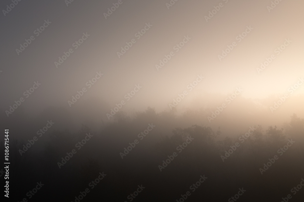 Fototapeta premium Arbre dans la brume Ardèche France