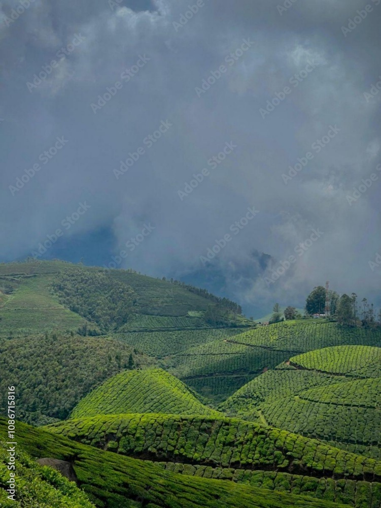Fototapeta premium tea plantation