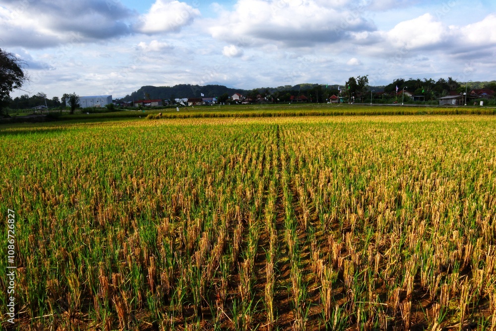 Scenic view of rice fields after harvest under cloudy sky in countryside. Scenic view of rice fields after harvest under cloudy sky in countryside.
