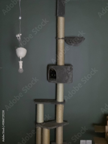 Fotografie Chat qui se cache
