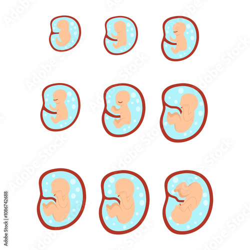 9 Month Human Embryo Development Illustration 