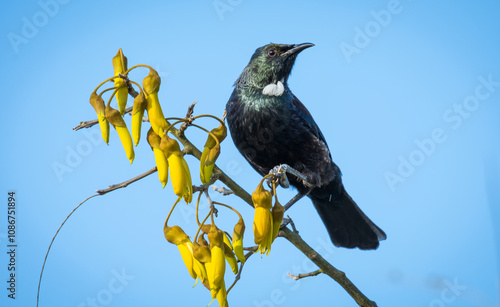 Tui bird perched in flowering kowhai tree