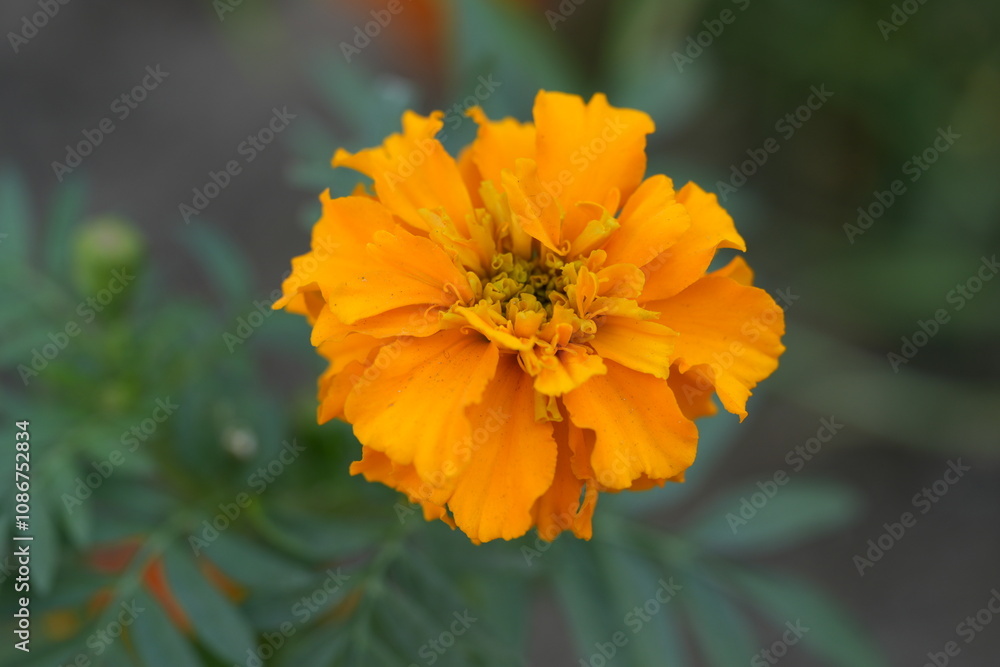 orange flower of calendula orange flower of calendula
