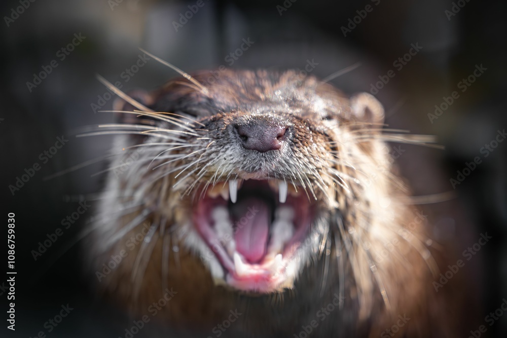 Close-up of an otter showcasing its detailed fur and expressive face with blurry background Close-up of an otter showcasing its detailed fur and expressive face with blurry background