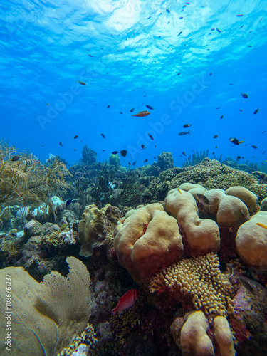 A beautiful fish hiding in the colourful coral reef on Curacao island in the Caribbean Sea. Scuba Diving underwater photography	