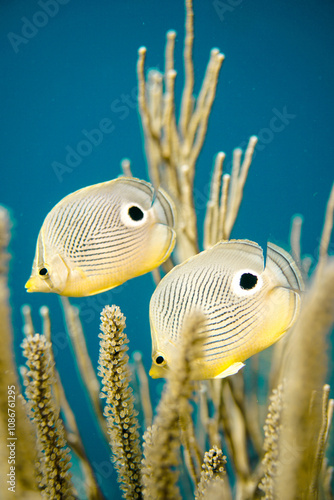A beautiful fish hiding in the colourful coral reef on Curacao island in the Caribbean Sea. Scuba Diving underwater photography	