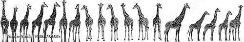 Animal silhouette set with silhouettes of giraffes, isolated background with modern silhouettes photo