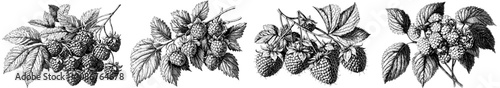 Illustration depicting a ripe blackberry cluster with leaves, in a vintage botanical style sketch engraving. This is an imitation of a scratchboard.