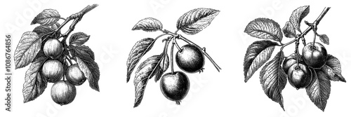 This black and white image shows a halved plum showing the seed inside, and a sketch engraving generative AI illustration.