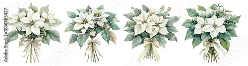  Set of bouquet of white poinsettia, tied with ribbon, eucalyptus, gum leaves, sage green, watercolor, isolated on a transparent background