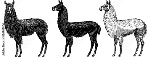 Llama silhouettes set, animal pack with modern silhouette designs, isolated background