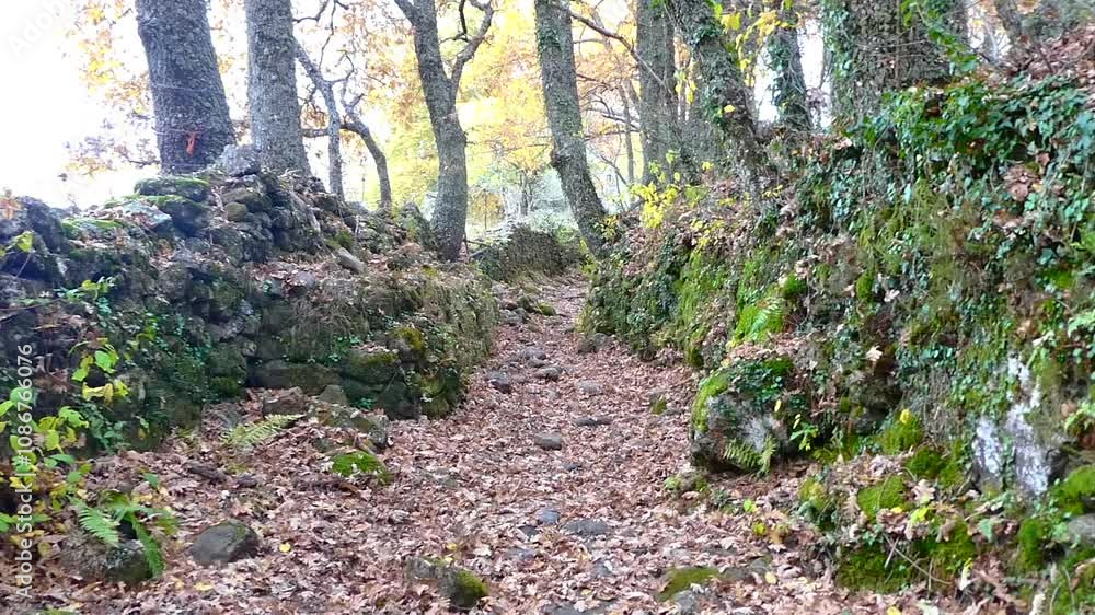 A long shot of a scenic autumn rural path in Sierra de Gredos, Spain. The camera smoothly travels along a damp path surrounded by dry leaves, oak trees, A long shot of a scenic autumn rural path in Sierra de Gredos, Spain. The camera smoothly travels along a damp path surrounded by dry leaves, oak trees,