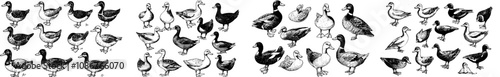 Stylish duck goose icon set, editable strokes and thin line art.