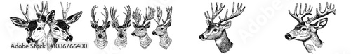 Silhouette set of deer heads for T-shirts and logos.