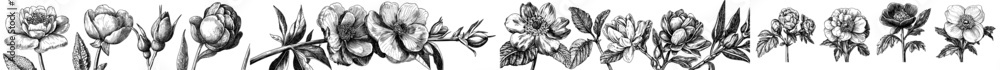 Naklejka premium The set features hand drawn floral design elements, abstract shapes. Wild and garden flowers and leaves, isolated on a transparent background in trendy colors.