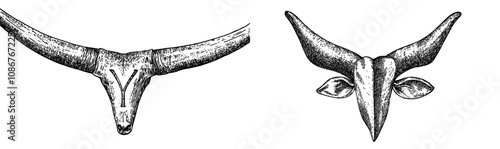 On a white background, a graphic image with a bull theme.