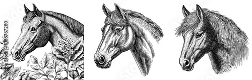 A beautiful thoroughbred stallion avatar from Marwar. Indian equine animal, a Malani purebred from Marwar, India. Modern illustration set on a white background.