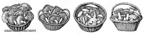 Basket of mushrooms. Forest fungus, picked and collected autumn harvest in wicker, full of fungus, fall seasonal food, boletus, porcini. Flat graphic modern illustration isolated on white.