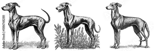 An engraving depicting a greyhound, emphasizing its sleek, long legs, and graceful posture. It is a generative ai illustration of a fictional character in black and white.