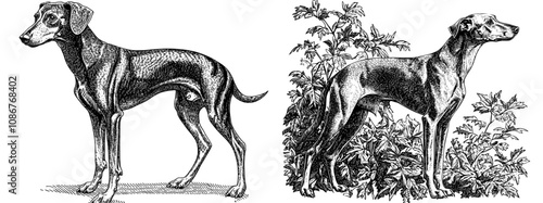 An engraving of a Greyhound whippet dog with a sleek body, long legs, and a graceful posture. A fictional character, rendered in generative AI. A black and white impersonation of scratch board.