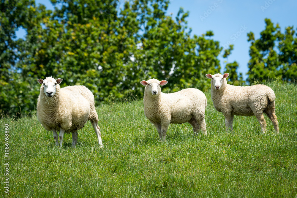 mother sheep and her lambs in lush green grassy field mother sheep and her lambs in lush green grassy field
