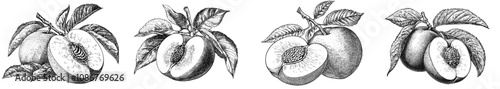 Hand drawn modern illustration in a plum engraving style