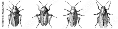Black and white illustration of a cockroach, showcasing its anatomy and details in a vintage engraving style scratch board imitation. Sketch engraving generative raster illustration.