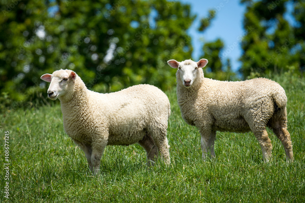pair of lambs in lush green grassy field pair of lambs in lush green grassy field