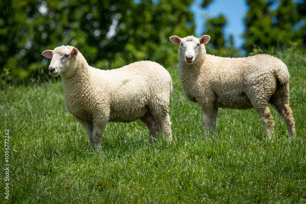 Fototapeta premium pair of lambs in lush green grassy field
