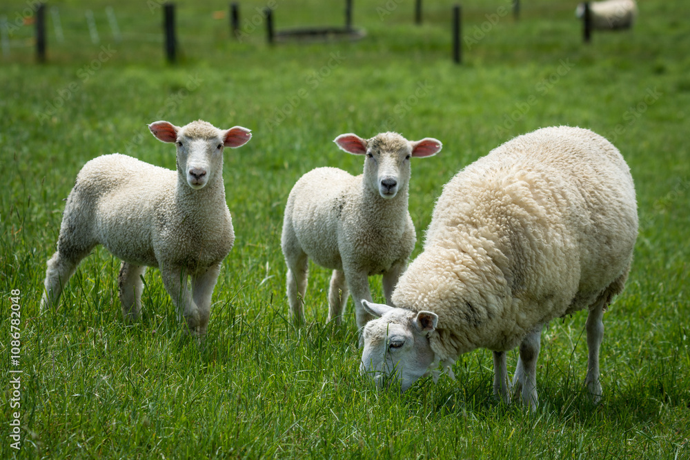 mother sheep and her lambs in lush green grassy field mother sheep and her lambs in lush green grassy field