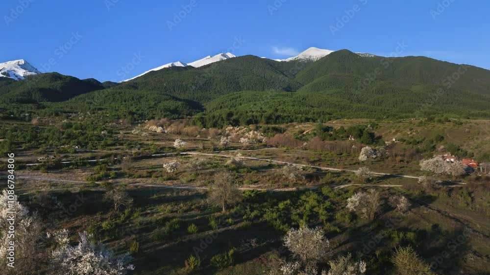 Drone video of the rural outskirts of Bansko, flying towards the Pirin Mountains over sparse blossoming garden on an April morning. Drone video of the rural outskirts of Bansko, flying towards the Pirin Mountains over sparse blossoming garden on an April morning.