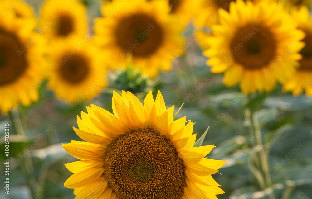 Fototapeta premium A nice sunflowers in a field.