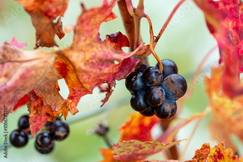 Detailed capture of ripe, dark grapes surrounded by reddish-orange vineyard leaves, illustrating the essence of harvest and the vivid colors of autumn. photo