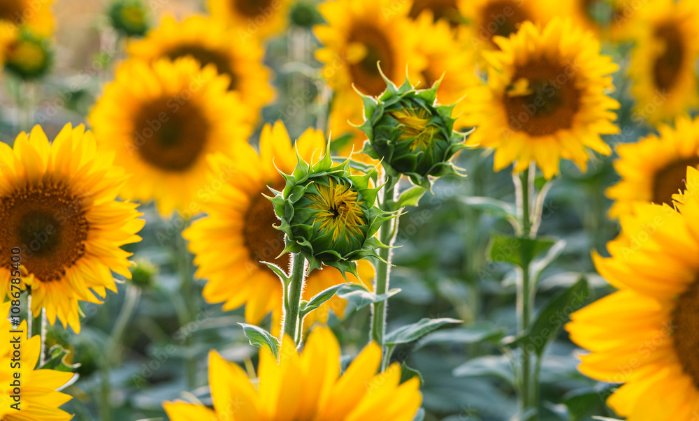 Fototapeta premium A nice sunflowers in a field.